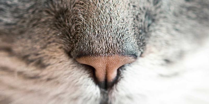 工业原料供应商如何破局：高熵合金催化剂的理性设计与规模化制备挑战